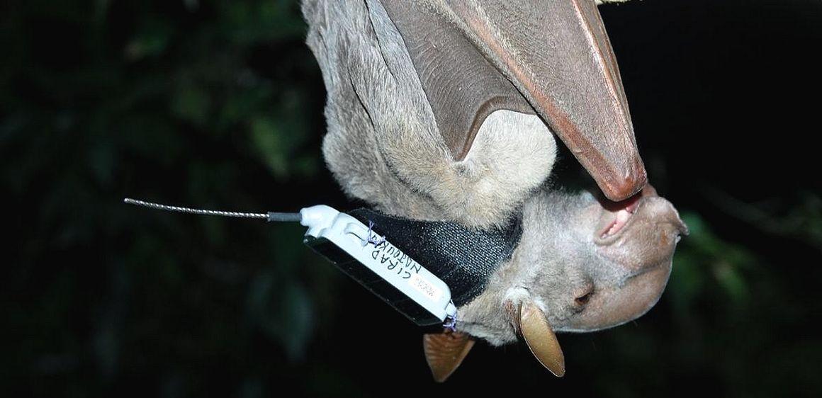 Hypsignathus monstrosus bat fitted with a GPS tag, to study the behaviour of the species © Morgane Labadie